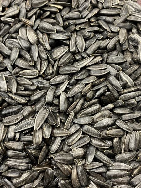 South Dakota Sunflower Seeds- Black oils